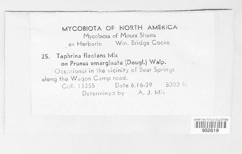 Taphrina flectens image